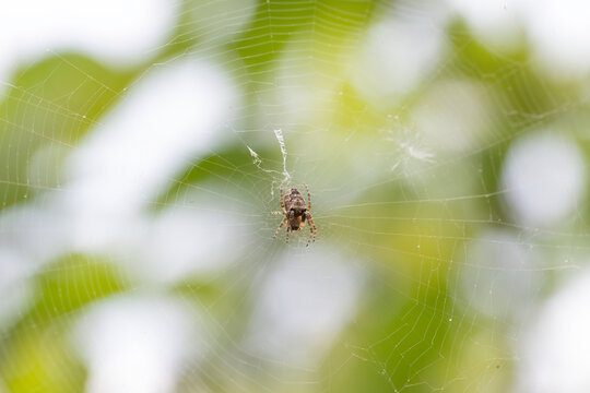 A delicate orb web surrounds the orb weaver spider, emphasizing symmetry, engineering, and adaptation in nature.