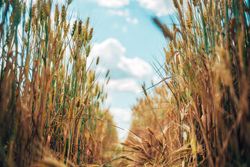 Obraz premium Golden wheat plants rising toward a clear blue sky with a narrow path through the crop. Farming, cereal cultivation, countryside and food production theme.
