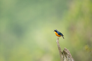 Fototapeta premium Beautiful wildlife photograph capturing an Indian blue robin displaying natural behavior.