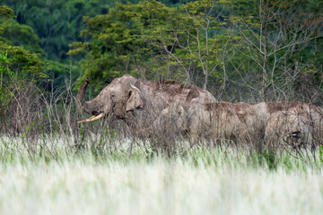 Fototapeta premium Wildlife, Herd of Elephants