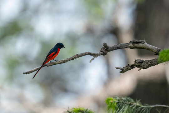 Male long-tailed minivet perched on a dry branch with a soft woodland background.