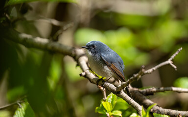 Fototapeta premium Wildlife View of a Slaty-blue Flycatcher