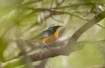 Fototapeta premium The striking orange underparts and slate-blue plumage create a beautiful forest portrait.