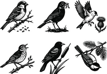 Vector set of songbirds illustration sparrow robin blackbird and chickadee in woodcut engraving style © MstShapla