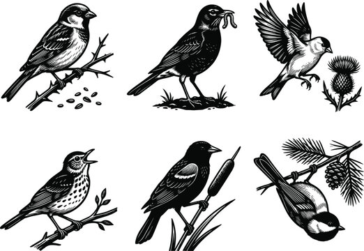Vector set of songbirds illustration sparrow robin blackbird and chickadee in woodcut engraving style