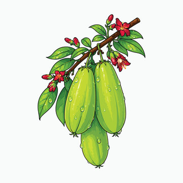 Belimbing wuluh botanical vector illustration