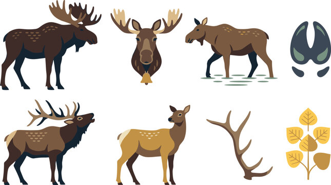Moose and Elk Wildlife Vector Collection Featuring Antlers Tracks Forest Leaves Bull Moose Cow Moose and Woodland Nature Elements