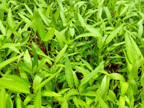 A lush, vibrant green patch of Ipomoea aquatica, commonly known as water spinach or "kangkung."