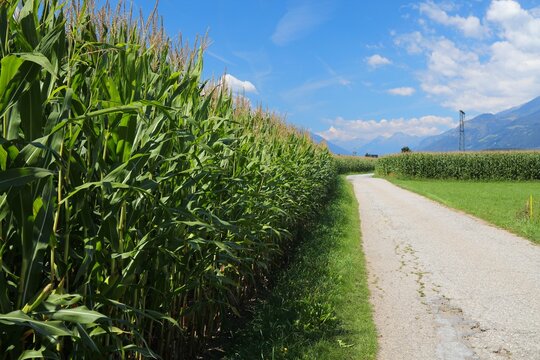 Drava River long distance bicycle path (Drauradweg) near Spittal an der Drau town in Carinthia state of Austria. Cycling way among corn fields.