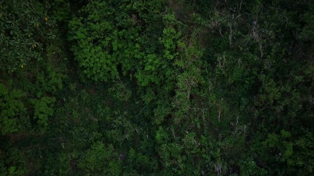Aerial view of lush green forest in Ngebel village, Ponorogo, East Java, with dense foliage and varying shades of green in a natural landscape.