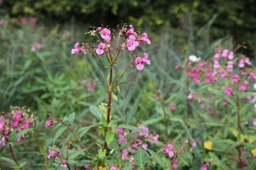 Obraz premium Invasive weed species in Europe. Himalayan balsam plant (Impatiens glandulifera) on the roadside in Austria.