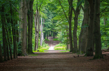 Forest path in Ede, Province Gelderland, leading to an old boulder known in local dutch folklore as De Bloedsteen (blood stone) © Milos