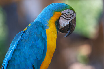 Fototapeta premium Close up head the Blue macaw parrot bird in garden