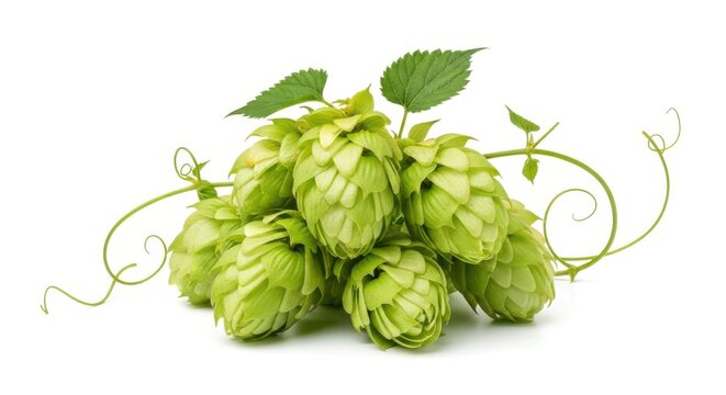 Fresh Green Hop Cones With Leaves And Vines Isolated On White Background For Brewing Industry Craft Beer Production Ingredients And Botanical Organic
