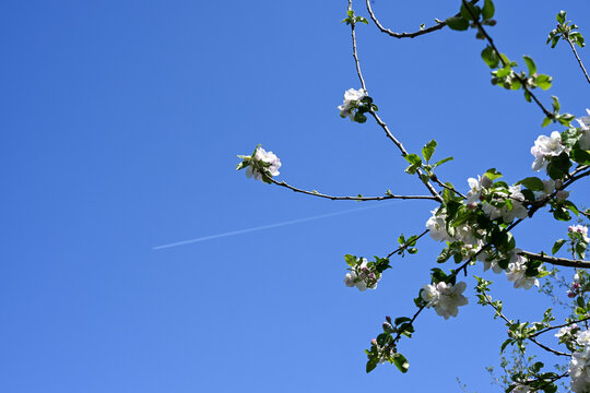 Close-up of apple blossoms in spring againt a blue sky with a airplane passing