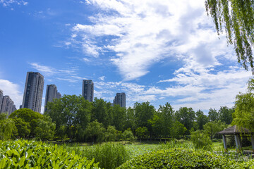Urban Park Landscape with City Skyline and Green Trees © LamQuang