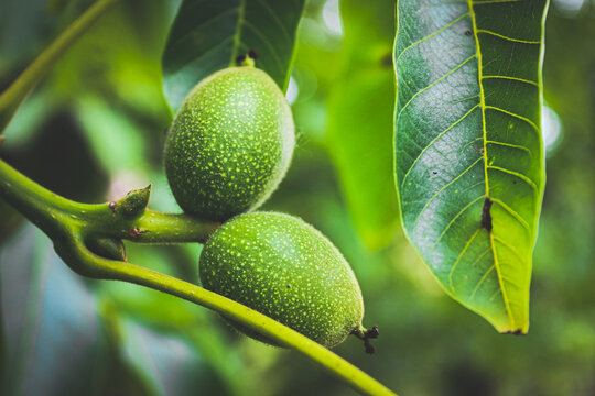 green figs on tree