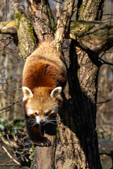 Fototapeta premium The red panda, Ailurus fulgens, also called the lesser panda.