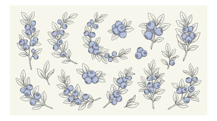 Vintage blueberry botanical vector set, hand drawn wild berry branches and leaves, rustic blue fruit illustrations for organic food packaging © xantii