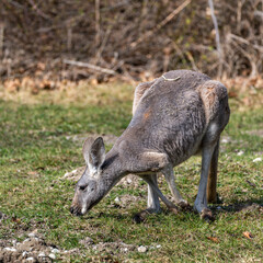 The red kangaroo, Macropus rufus is the largest of all kangaroos and the largest extant marsupial. © rudiernst