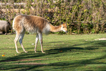 Obraz premium Vicunas, Vicugna Vicugna, relatives of the llama in a German park