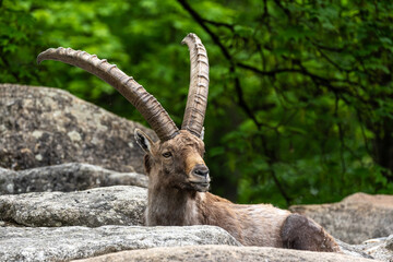 Fototapeta premium Alpine ibex, Capra ibex is a species of wild goat that lives in the mountains of the European Alps.