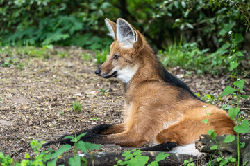 Fototapeta premium The Maned Wolf, Chrysocyon brachyurus is the largest canid of South America