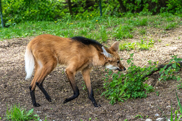 Fototapeta premium The Maned Wolf, Chrysocyon brachyurus is the largest canid of South America