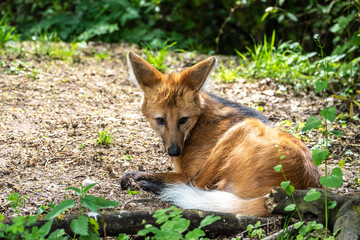 Fototapeta premium The Maned Wolf, Chrysocyon brachyurus is the largest canid of South America