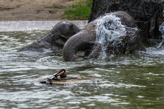 The Asian elephant, Elephas maximus also called Asiatic elephant bathing in a pond