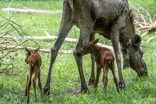 Family of moose or elk, Alces alces is the largest extant species in the deer family.