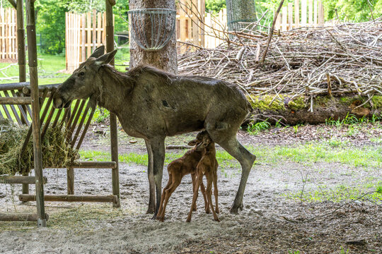 Family of moose or elk, Alces alces is the largest extant species in the deer family.