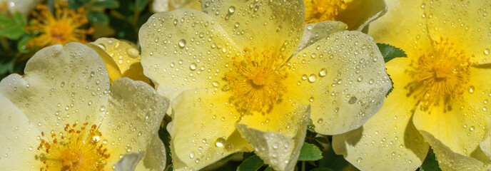 Vivid close-up of pale yellow rose blooms glistening with dew, showcasing delicate petals, golden centers, and lush green foliage. A fresh, cheerful nature scene perfect for spring garden or floral pr © lms_lms