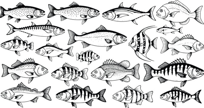 Vintage Fish Species Collection with Freshwater and Marine Fish Sketch