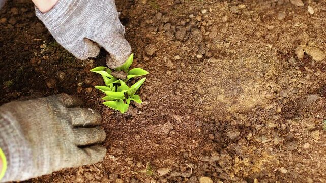Top view of gardener hands in gloves planting a young green hosta sprout into dark soil. Person growing a fresh seedling in a backyard garden outdoors. Agriculture and organic farming concept.