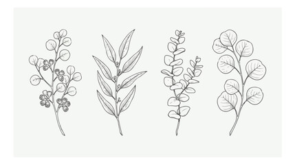 Minimalist eucalyptus leaf line art set, botanical branch vector illustrations, hand drawn floral foliage elements for wedding invitations © xantii