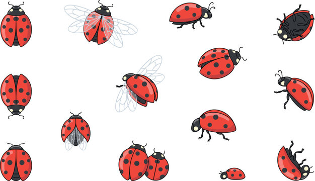Ladybug insect behavior and flying movement sequence vector cartoon collection featuring ladybird bugs crawling pairing and opening wings isolated elements on white background