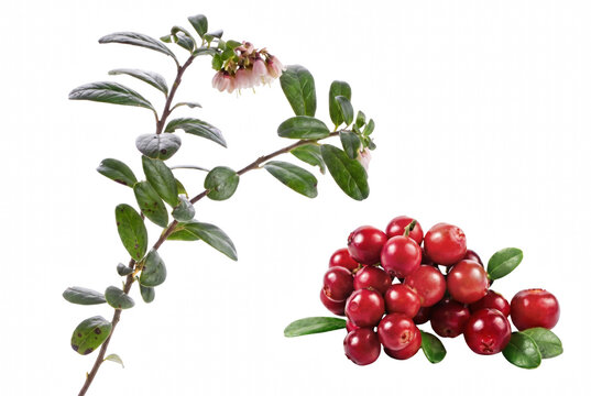 Lingonberry Branch with Pink Flowers and a Pile of Ripe Red Berries