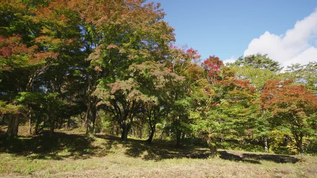 紅葉の名所 秋の鳴子峡の風景　Autumn scenery of Naruko Gorge, a famous spot for autumn foliage.