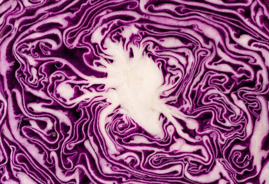 Close up view of a sliced purple cabbage showing intricate white veins and vibrant violet concentric patterns in a detailed vegetable texture
