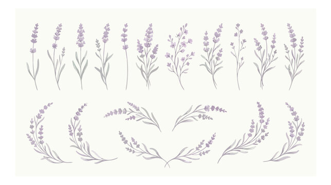 Lavender floral vector collection, hand drawn purple lavender sprigs and branches, botanical herb set for wedding invitations and organic branding