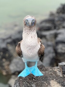Piquero de patas azules frontal
