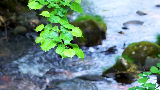 山梨市の鼓川と新緑の葉っぱ