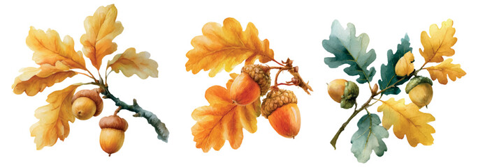 Fototapeta premium Watercolor oak branches displaying vibrant autumn leaves and mature acorns, representing fall season, natures beauty, harvest, and traditional educational botanical illustrations