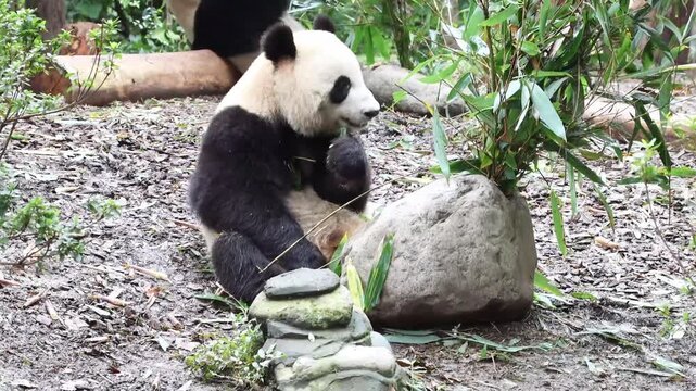 Cute panda eating fresh bamboo leaves on the yard