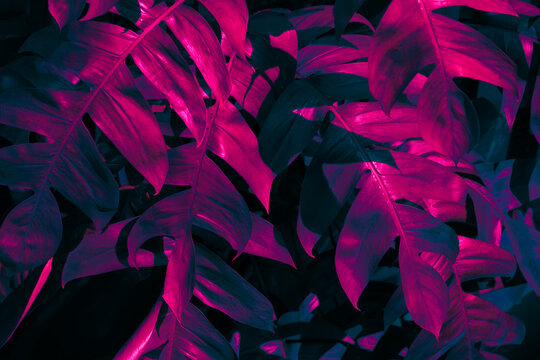 Neon tropical leaves background with pink fuchsia and cyan blue vaporware colors.
