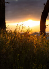 Grasses on the dunes in the rays of the setting sun. © Leszek