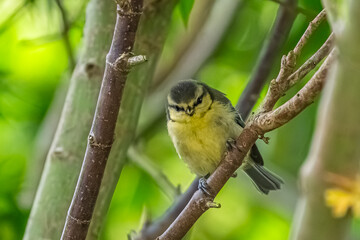 Shy Blue tit on a small branch © peter