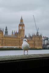 Obraz premium Mouette devant Big Ben et le Parlement de Londres