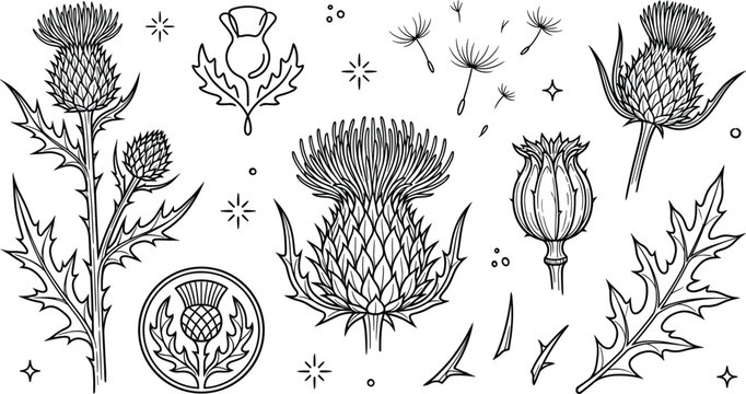 Scottish thistle botanical flower line icon set with wild milk thistle plant vector illustration on white background